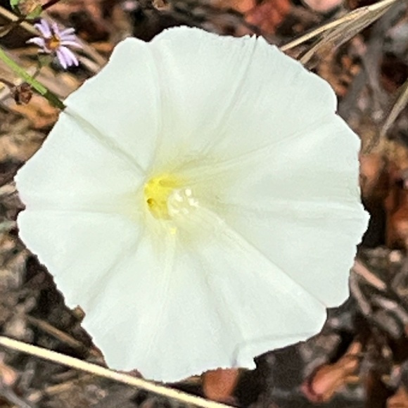 adougli